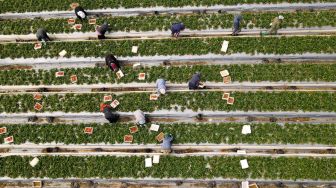 Para Petani memetik stroberi di ladang di desa Kadima, Israel, Kamis (17/2/2022). [JACK GUEZ / AFP]
