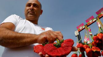 Petani Israel Tzachi Ariel menunjukkan stroberi seberat 289 gram yang ditemukan di ladang pertaniannya dan memecahkan rekor Guinness World Records baru untuk stroberi terberat di dunia di desa Kadima, Israel, Kamis (17/2/2022). [JACK GUEZ / AFP]