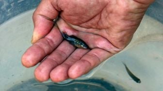 Ahli biologi menimbang dan mengukur ikan Tequila (zoogoneticus tequila) saat survei spesies ikan di sungai Teuchitlan, negara bagian Jalisco, Meksiko, Selasa (15/2/2022). [ULISES RUIZ / AFP]
