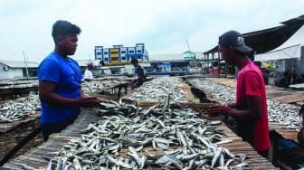 Pekerja saat mengeringkan ikan asin di Kampung Nelayan, Muara Angke, Jakarta Utara, Minggu (20/2/2022). [Suara.com/Septian]