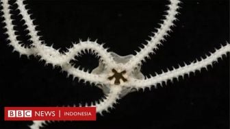 Kawasan Laut Paling Jarang Dieksplorasi yang Mulai Diungkap Para Ilmuwan