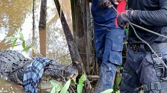 Hilang Usai Jatuh dari Jembatan Sungai Tabur Lestari Nunukan, Jasad Korban Ditemukan di Perut Buaya