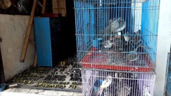 Pasar Depok Solo Geger! Ratusan Burung Mendadak Mati, Ternyata Ini Penyebabnya