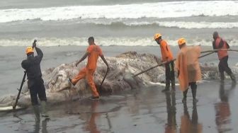 Bangkai Paus di Pantai Pasut Tabanan Gagal Dievakuasi, Mulai Berbau Busuk