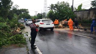 Pohon Perindang Tumbang Tutup Jalur Denpasar-Singaraja