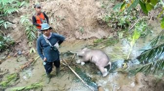 Seekor Bayi Gajah Betina Ditemukan Mati di Pidie