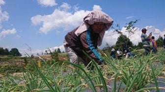 Ada Indikasi Dugaan Pelanggaran di Proyek Food Estate di Sumut