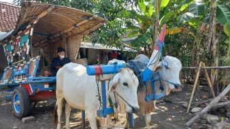 Arti Kata "Bajingan" Menurut Sopir Gerobak Sapi: Selalu Ingat kepada Tuhan