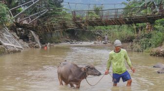 Warga menggembala kerbau melintasi sungai di bawah jembatan yang rusak di Desa Sukarasa, Tanjung Sari, Kabupaten Bogor, Jawa Barat, Kamis (24/2/2022). ANTARA FOTO/Yulius Satria Wijaya
