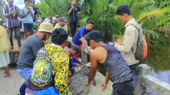 Buaya Berukuran 4 Meter Hasil Tangkapan Warga Pulau Maya Dilepasliarkan oleh BKSDA Kalbar, Warga Diimbau Waspada