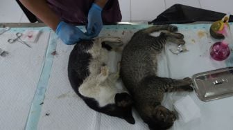 Dokter hewan melakukan operasi sterilisasi kucing di Puskeswan Ragunan, Jakarta, Jumat (25/2/2022). [Suara.com/Angga Budhiyanto]