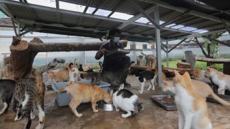 Petugas memberikan pakan kepada sejumlah kucing di Shelter Kucing Puskeswan Ragunan, Jakarta, Jumat (25/2/2022). [Suara.com/Angga Budhiyanto]