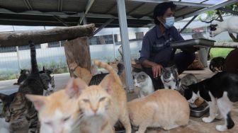 Petugas memberikan pakan kepada sejumlah kucing di Shelter Kucing Puskeswan Ragunan, Jakarta, Jumat (25/2/2022). [Suara.com/Angga Budhiyanto]