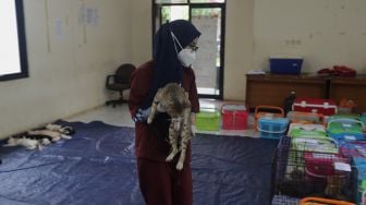 Petugas membawa seekor kucing untuk dilakukan operasi sterilisasi di Puskeswan Ragunan, Jakarta, Jumat (25/2/2022). [Suara.com/Angga Budhiyanto]