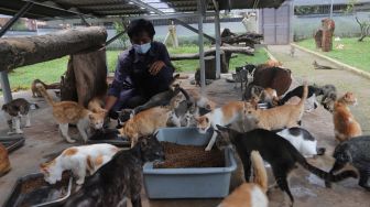 Petugas memberikan pakan kepada sejumlah kucing di Shelter Kucing Puskeswan Ragunan, Jakarta, Jumat (25/2/2022). [Suara.com/Angga Budhiyanto]