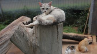 Sejumlah kucing berada di Shelter Kucing Puskeswan Ragunan, Jakarta, Jumat (25/2/2022). [Suara.com/Angga Budhiyanto]