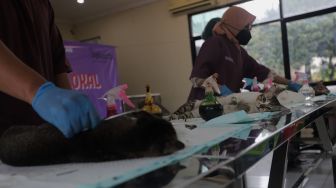 Dokter hewan melakukan operasi sterilisasi kucing di Puskeswan Ragunan, Jakarta, Jumat (25/2/2022). [Suara.com/Angga Budhiyanto]