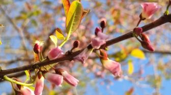 Lagi Indah dan Mekar, Pesona Pohon Sakura di Kijang Jadi Daya Tarik Pengunjung