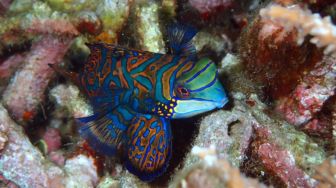 Aktivitas Wisata di Taman Nasional Bunaken, Salah Satunya Snorkeling