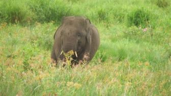Populasi Gajah di Suaka Margasatwa Padang Sugihan Bertambah hingga 4 Ekor