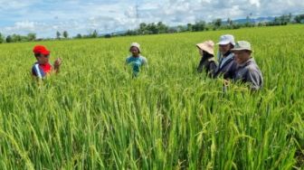 Andi Sudirman Ajak Petani Tingkatkan Hasil Pertanian Menggunakan Benih Berkualitas