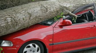 2 Pohon Tumbang di Klojen, 1 Mobil Tertimpa