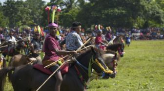 Ratusan Ksatria Sumba Datang Menunggang Kuda Perang, Festival Pasola Kembali Digelar