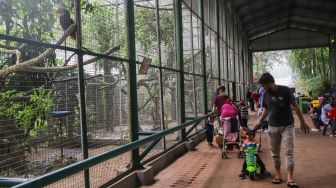 Pengunjung melihat satwa di Taman Marga Satwa Ragunan, Jakarta Selatan, Senin (28/2/2022). [Suara.com/Alfian Winanto]