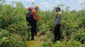 Masih Misterius! Empat Hari Berlalu Sejak Pak Miskal Hilang di Ladang, Hingga Kini Masih Belum Ditemukan