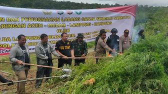 Polisi Temukan 6,2 Hektare Ladang Ganja di Tiga Lokasi Aceh Utara