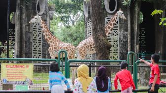 Libur Panjang Idul Adha, 5 Ribu Pengunjung Serbu Ragunan Hari Ini