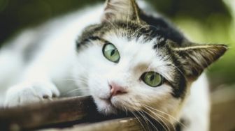 Keji! Pria Nyalakan Petasan yang Dimasukkan Dalam Anus Kucing, Tuai Kecaman: Jangan Klarifikasi, Hukum!