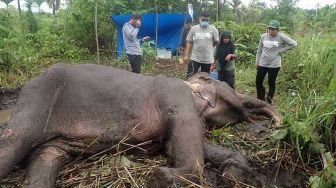 Satu Gajah Sumatra Betina Mati, Tubuh Kurus dan Lemah