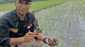 Keong Emas Serang Sawah Warga Lamba Leda Utara Kabupaten Manggarai Timur