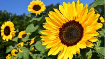 Jangan Bingung, Ini 7 Cara Merawat Bunga Matahari bagi Kamu Para Pemula
