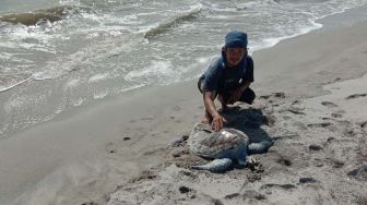 Heboh Bangkai Penyu Ditemukan di Perairan Pantai Bandang, Diduga Sempat Mendapat Kekerasan