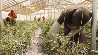 Sejumlah Petani Afrika Coba Pertanian Hidroponik: Bertani Tanpa Tanah