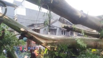Hujan Angin, Pohon Tumbang Timpa Mobil, Ruko dan 2 Rumah di Tambora