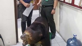 Polisi Amankan Beruang Madu Mati Sudah Diawetkan di Indragiri Hilir