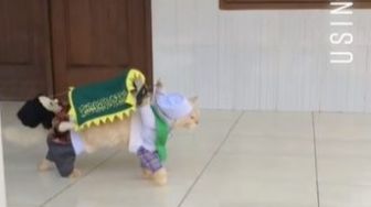 Viral Kucing Gotong 'Keranda Jenazah' sampai Meleyot, Videonya Ngeri-ngeri Sedap