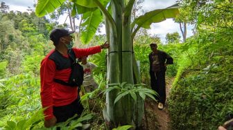 Heboh Pohon Pisang Raksasa Aladin di Ponorogo, Batangnya Berdiameter 1,8 Meter dan Tinggi Lebih dari 4 Meter