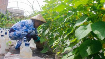 Maisa (27), Pemudi berkebutuhan khusus penyandang Autisme mengelola kebun hidroponik di Kawasan Ciganjur, Jakarta Selatan, Rabu (2/3/2022).[Suara.com/Septian]