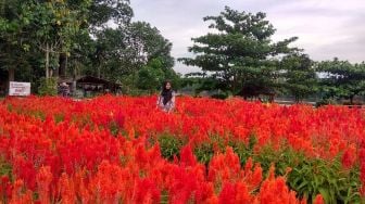 Desa Wisata Okura Pekanbaru Tawarkan Keindahan Taman Bunga hingga Pengalaman Susur Sungai dan Naik Kuda