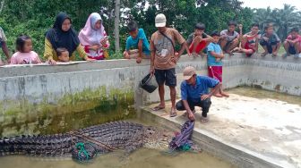 Buaya Betina Sepanjang 3,25 Meter Ditangkap Warga, Kaki Depannya Terpotong