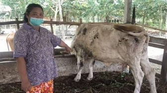 Penyakit Lumpy Skin Disease Terdeteksi di Indonesia, Menular ke Manusia?