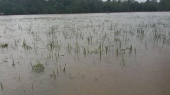 Seribuan Hektare Sawah Siap Panen di Aceh Timur Terendam Banjir