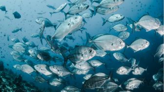 Nyeleneh, Ikan Bisa Berenang Malah Dipasang Benda Ini, Langsung Tuai Reaksi Publik
