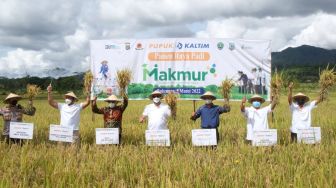 Program Makmur PKT Tingkatkan Produktivitas Padi Bulungan Hingga 150 Persen