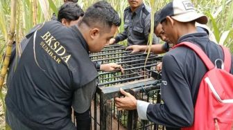 Beruang Madu Rusak Kebun Warga Agam, BKSDA Sumbar Turun Tangan