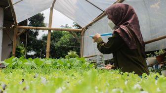 Sisi (24) melakukan pengecekan kebun hidroponik di halaman rumahnya di Bojongsari, Depok, Selasa (8/3/2022). [Suara.com/Septian]